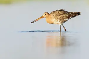 Marken: Black-tailed Godwit