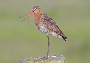 Zeeland: Black-tailed Godwit