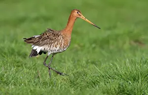 Agression: Black-tailed Godwit