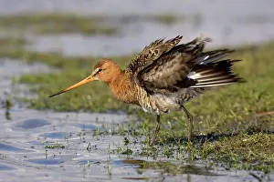 Shaking: Black-tailed Godwit