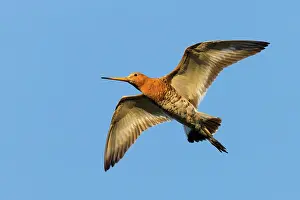 Limosa: Black-tailed Godwit