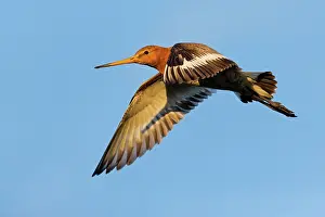 Limosa: Black-tailed Godwit