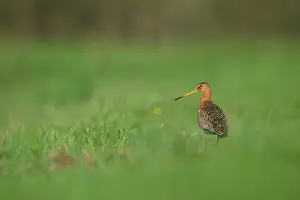 Limosa: Black-tailed Godwit