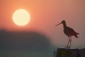 Limosa: Black-tailed Godwit