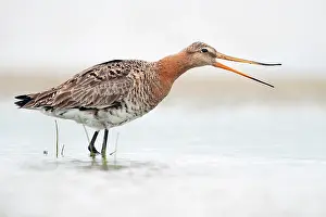 Limosa: Black-tailed Godwit