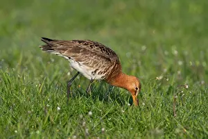2000: Black-tailed Godwit