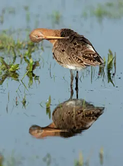2000: Black-tailed Godwit