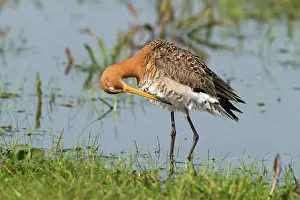 Polder: Black-tailed Godwit