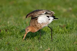 Stretching: Black-tailed Godwit