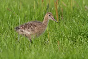 2000: Black-tailed Godwit