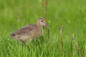 2000: Black-tailed Godwit