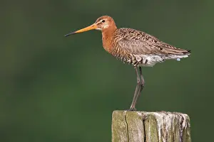 2000: Black-tailed Godwit