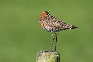 2000: Black-tailed Godwit