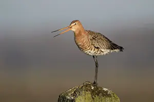 Polder: Black-tailed Godwit