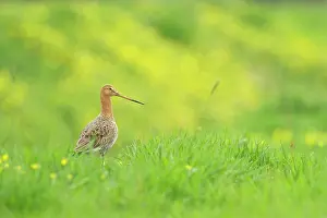 Polder: Black-tailed Godwit