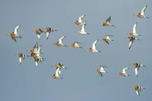 Limosa: Black-tailed Godwit