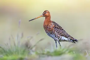 Godwit: Black Tailed Godwit