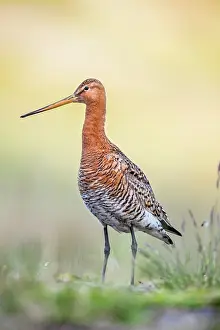 Godwit: Black Tailed Godwit
