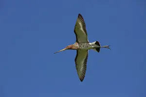 200318: Black-tailed Godwit - adult male in flight - Germany