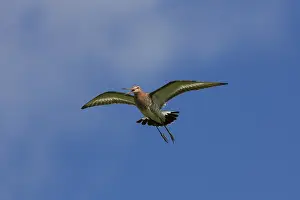 200318: Black-tailed Godwit - adult male in flight - Germany