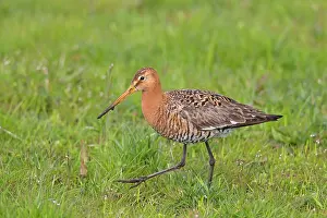 Godwits: Black-tailed Godwit adult male in meadow