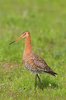 Godwits: Black-tailed Godwit adult male in meadow