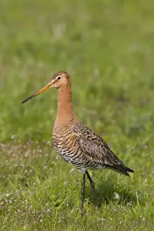 200318: Black-tailed Godwit - adult male in meadow - Germany
