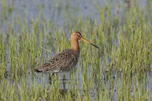 Limosa: Black-tailed Godwit - adult male in meadow - Germany