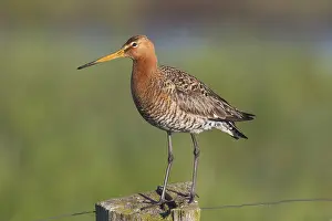 200318: Black-tailed Godwit - adult male perched on post - Germany