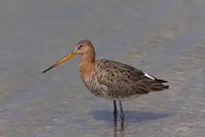 200318: Black-tailed Godwit - adult male in shallow water - Germany