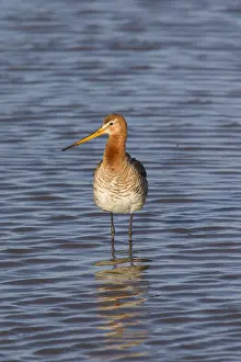 200318: Black-tailed Godwit - adult male in shallow water - Germany