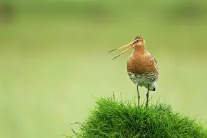 Godwits: Black-tailed Godwit - calling