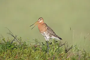 Limosa: Black-tailed Godwit - calling male in breeding plumage
