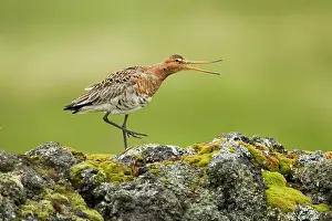 Godwits: Black-tailed Godwit - calling from volcanic rock
