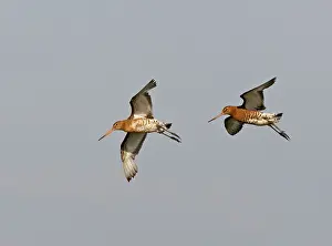 Dropping: Black-tailed Godwit - Two dropping in