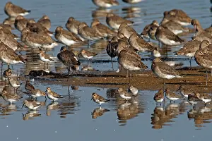 Dunlins: Black-tailed Godwit & Dunlin (Calidris alpina) - on shore