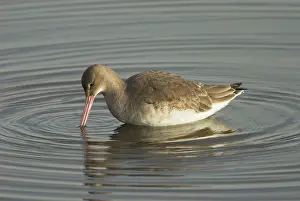 Eclipse: Black-tailed Godwit - In eclipse plumage feeding in water