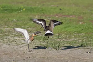 Texel: Black-tailed Godwit - fighting males - Isle of Texel