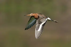 Godwits: Black-tailed Godwit - in flight