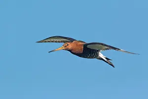 Godwits: Black-tailed Godwit - in flight