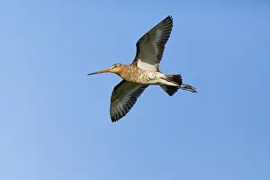 121118: Black - tailed Godwit - in flight, Island of Texel