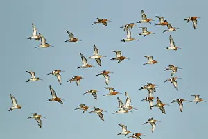 Rspb: Black-tailed Godwit - flock in flight