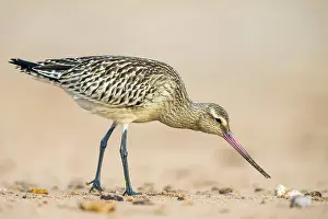 Limosa: Black-tailed Godwit (Limosa limosa), birds feeding o