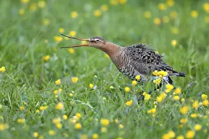 Saxony: Black-tailed Godwit (Limosa limosa)