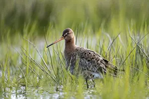 Silhouettes: Black-tailed godwit (Limosa limosa)