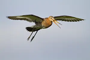 Limosa: Black-tailed Godwit (Limosa limosa) alarming fl