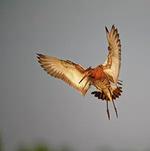 Limosa: Black-tailed godwit (Limosa limosa) approaching