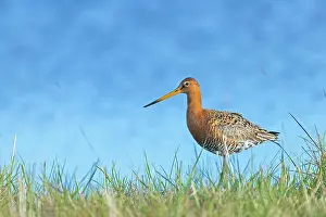 Wadden: Black-tailed Godwit (Limosa limosa) in breeding p