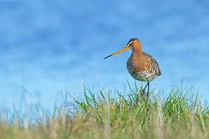 Wadden: Black-tailed Godwit (Limosa limosa) in breeding p
