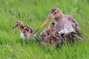 200722: Black-tailed Godwit (limosa limosa), with chicks